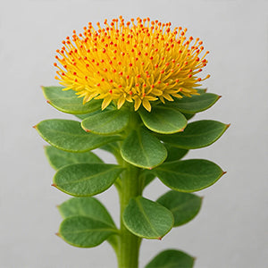 Rhodiola Rosea