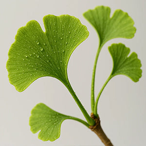 Ginkgo Biloba